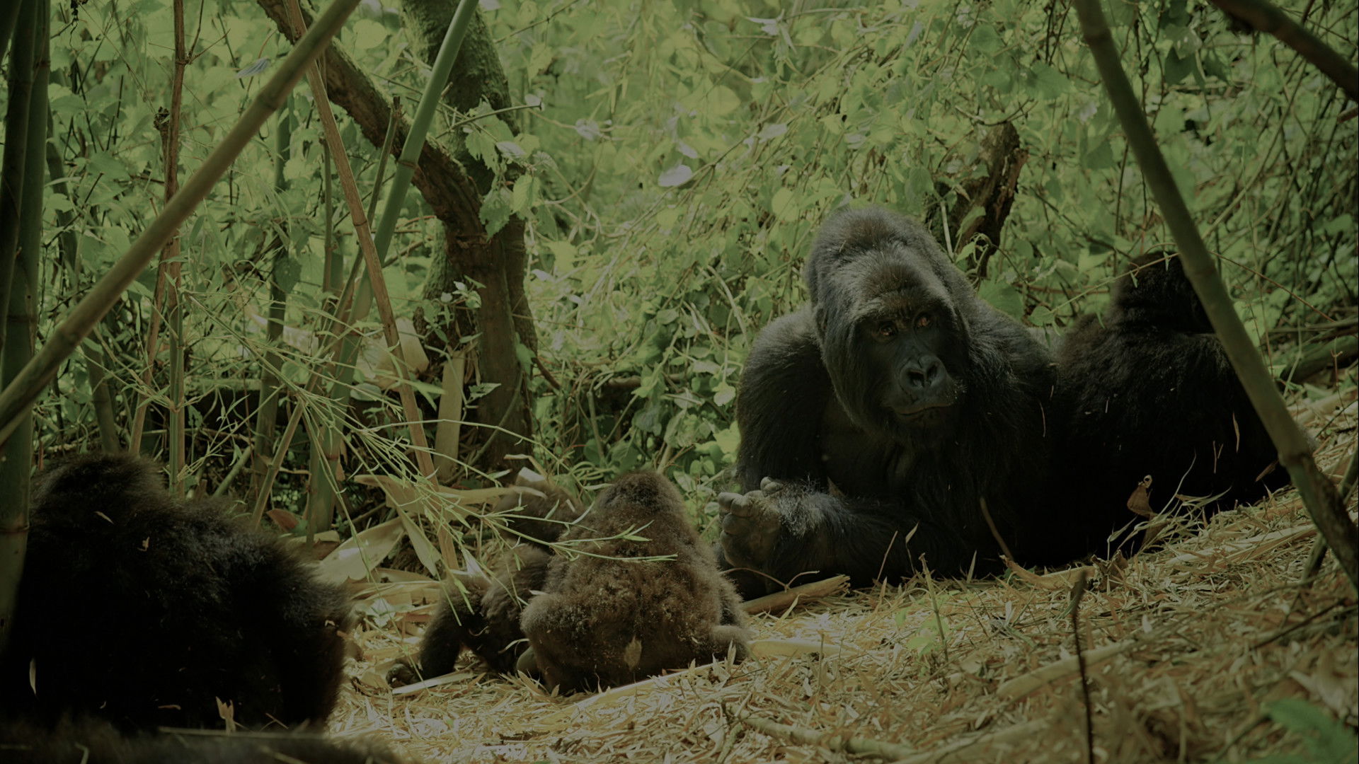 Wild Africa (2015) 1080P - 540P 1